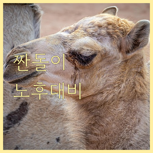 생활비 절약: 안정적인 노후를 위한 금융 관리