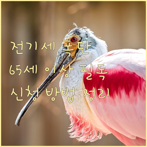 65세 이상 어르신 전기요금 할인 신청 방법, 대상 조건 및 필요 서류 완벽 정리