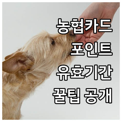 NH농협카드 포인트, 유효기간 확인하고 똑똑하게 쓰는 비법