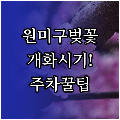 부천 원미구 벚꽃 개화 예정일 만개 시기 주차 대중교통 정보