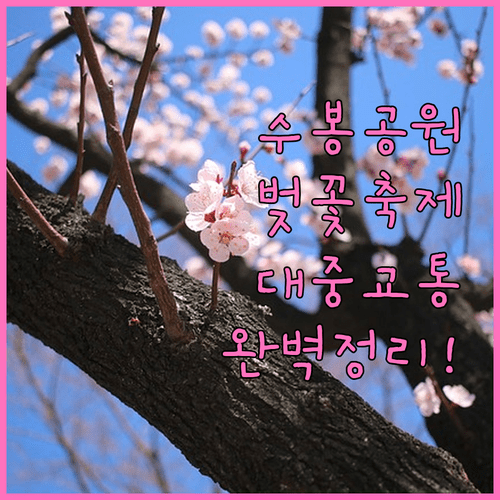미추홀구 벚꽃 축제 일정 및 수봉공원 대중교통 방문 방법
