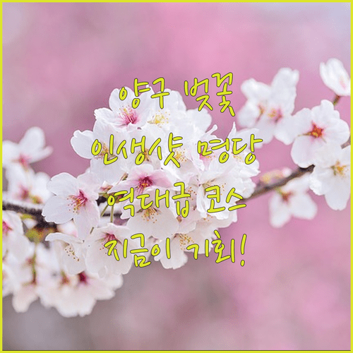 양구 벚꽃 축제 방문 정보 | 주요 구간 특징과 추천 액티비티