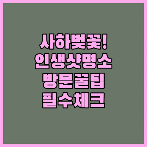 2026년 사하구 벚꽃 구경하기 좋은 곳과 방문 팁