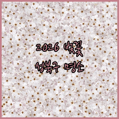 2026년 서울 벚꽃 개화일 및 성북구 지역별 만개 시점